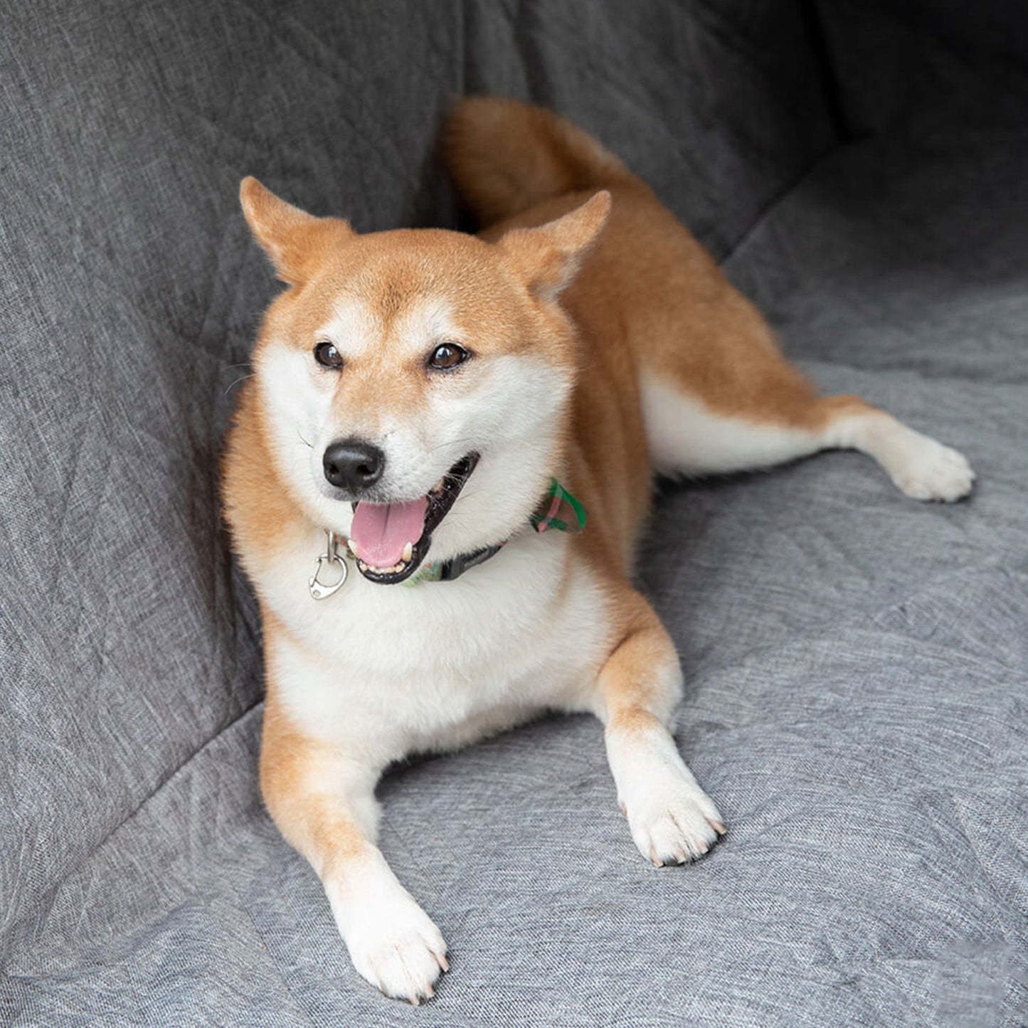 Funda De Asiento Para Perro Impermeable Y Resistente A Las Rayaduras 